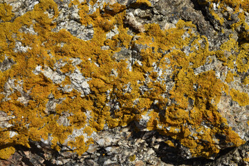 Decorative motif of lichen