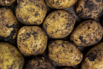 potato tubers soiled with earth view top close up