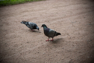 wild birds of gray on the ground close up