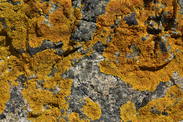 Decorative motif of lichen