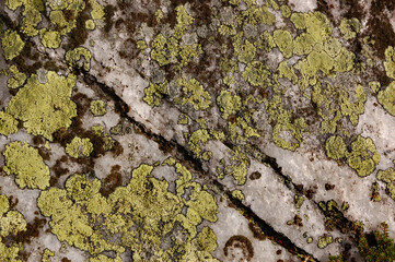 Decorative motif of lichen