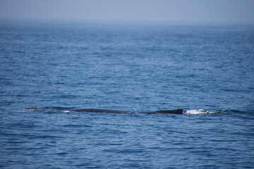 Fototapeta premium humpback tail