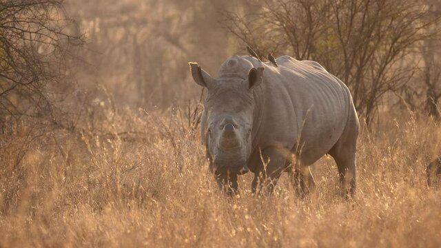 Peaceful, backlit white rhino stands in open golden grassland