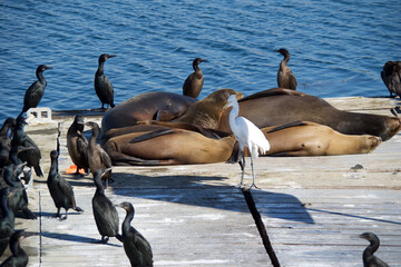 Naklejka premium pelicans on the beach