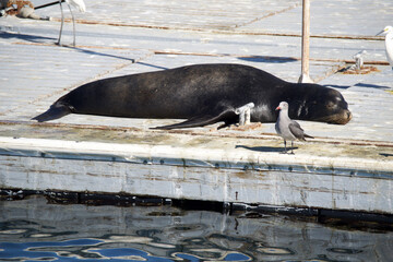 Fototapeta premium seal in the zoo