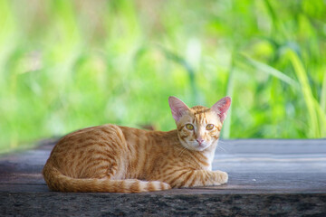 cute cat looking through the lens portrait with green bokeh background