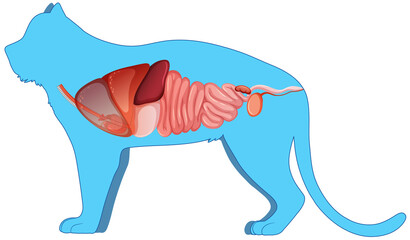 Cat anatomy with internal organ structure