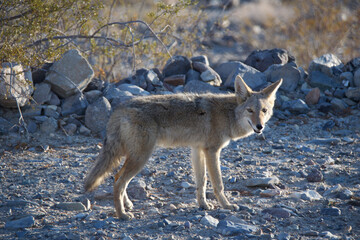 black backed jackal