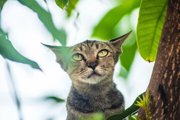 cat looking for bird portrait with green leave bokeh background