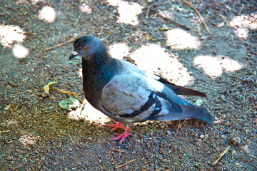 wild bird of gray color close-up on the ground 