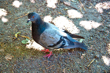 wild bird of gray color close-up on the ground 
