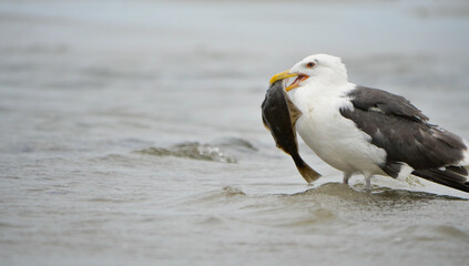 Seagull with fish in beak
