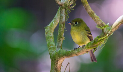bird on a branch