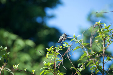 spring in the forest