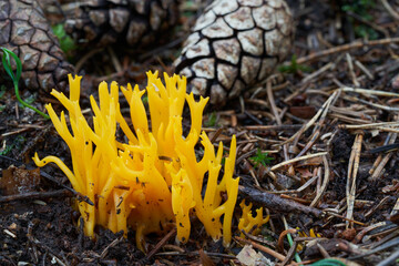 Inedible mushroom Calocera viscosa in spruce forest. Known as yellow stagshorn. Yellow coral mushrooms in needles.