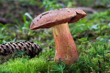 Edible mushroom Neoboletus luridiformis in spruce forest. Known as scarletina bolete. Wild bolete mushroom growing in the moss.