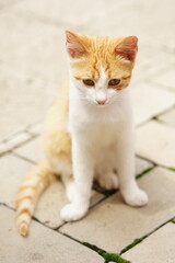 Fototapeta na wymiar Young white ginger kitten sitting on the street in summer day