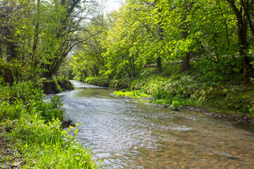 Fototapeta na wymiar Spring Greens, trees beside the path and River St. Austell near Pentewan, Cornwall, England, UK.