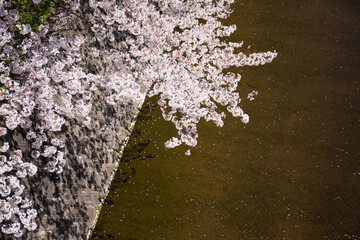 さくらと川
