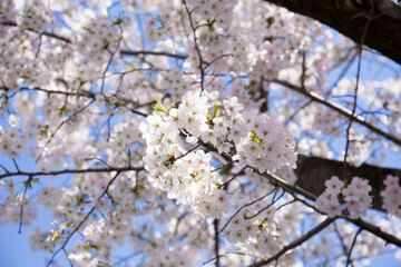 日本の桜