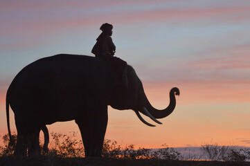 Fototapeta premium Silhouette group of farmer are harvest in the rice field with elephant on during sunrise