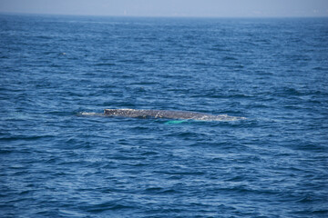 Fototapeta premium sea