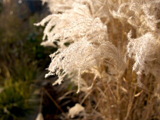 a sunlit bush in the fall