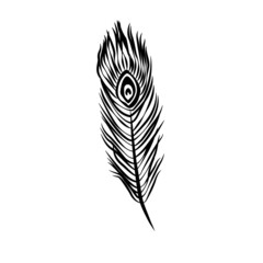 Obraz premium Vector illustration of hand drawn peacock feather in black. Boho ornamental line art.