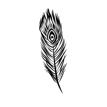 Vector illustration of hand drawn peacock feather in black. Boho ornamental line art.