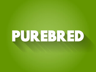 Purebred text quote, concept background