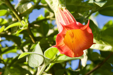 red and yellow flower