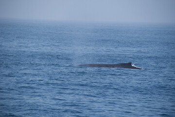 Fototapeta premium dolphins in the sea