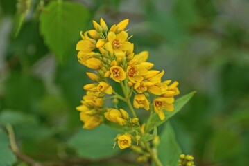 yellow many small buds of wild flowers on a green stem with leaves on nature