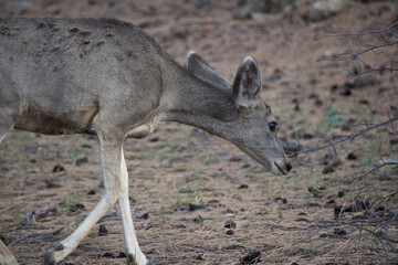 deer in the woods