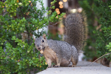 squirrel eating nut