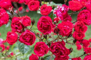 group of red roses background