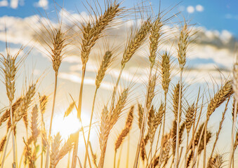 Close up of the wheat grain blowing in the wind as the sun sets behind