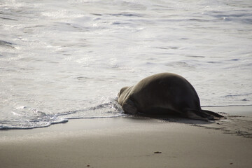 Obraz premium island sea lion