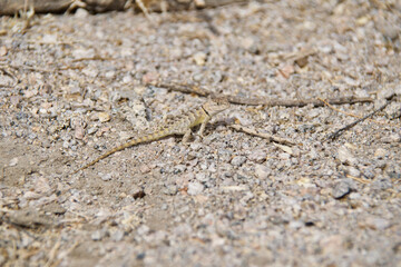 lizard on the sand