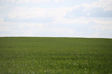 landscape view of green wheat field
