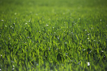 grass field close-up lawn