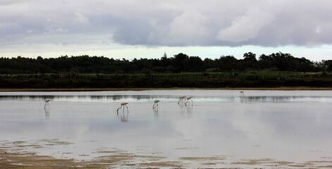 flamingos na ria formosa
