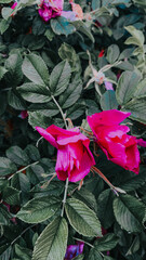 Vertical shot of a beautiful fuchsia rose blooming in the garden