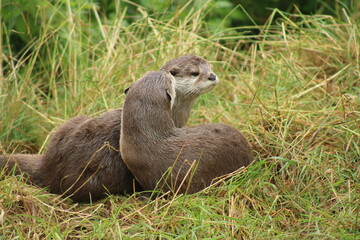 Loutre cendrée