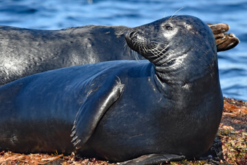 Grey seals on island skerries
