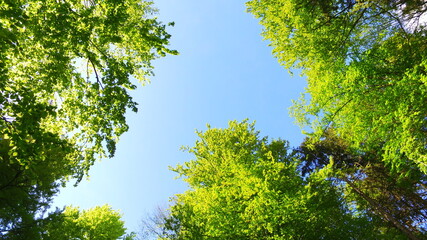 Sunny forest and blue sky up.