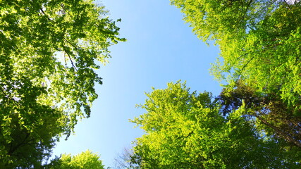 Observing interesting sky and bold green trees.