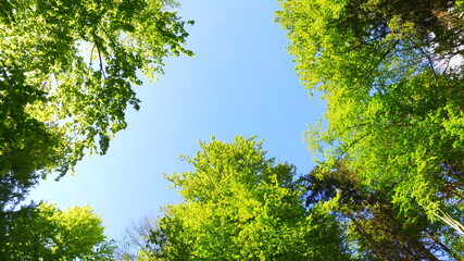 Observing interesting sky and bold green trees.