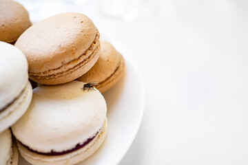 fly on macaroon cakes. traps for flies and mosquitoes.