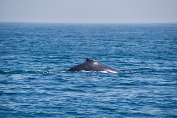Obraz premium whale in the sea
